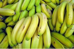 «Руспродсоюз» оценил влияние ситуации в Эквадоре на поставки бананов