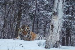 В Приморье отловят нападающего на собак амурского тигра