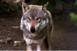 В СК рассказали подробности гибели женщины от укусов волка под Курганом