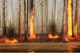 Жителя Иркутской области обяжут выплатить 1,5 млн рублей за лесной пожар