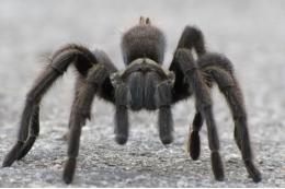 Уфимец решил подкинуть «кожу» тарантула в подъезд, чтобы напугать соседей