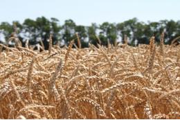 Российские исследователи вывели сорт пшеницы с фиолетовым зерном