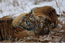 Жительницу Приморья оштрафовали за ложную информацию о нападении тигра
