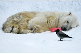 Ученые выяснили причину зимней спячки медведей