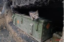 В Ростехе рассказали про бронежилет «Оберег» для кота Мухича
