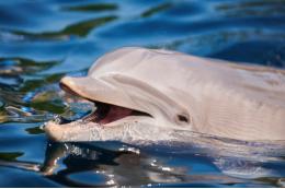 Волонтеры в Евпатории спасли выброшенного на берег дельфина