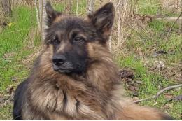 Пёс Балбес вцепился зубами в FPV-дрон и спас бойцов РФ ценой своей жизни