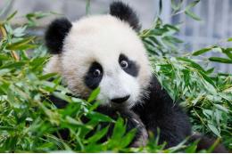Собянин: с 8 марта панду Катюшу сможет увидеть в зоопарке любой желающий