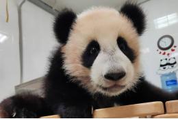 Панда Катюша 8 марта впервые вышла в вольер к посетителям зоопарка