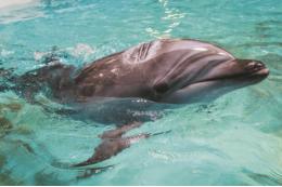 В Амазонке обнаружили череп крупнейшего из речных дельфинов