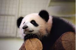 В Московском зоопарке назвали сроки отъезда панды Катюши в Китай