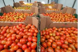 В РФ до 31 мая отменили таможенные пошлины на ввоз помидоров