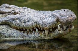 Самарские таможенники не пропустили крокодила в Казахстан
