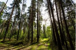 В Рослесинфорге заявили об улучшении здоровья лесов в РФ