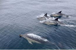 Кладбище дельфинов обнаружили на морском побережье под Анапой