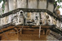 В Конго выявили новый опасный штамм оспы обезьян