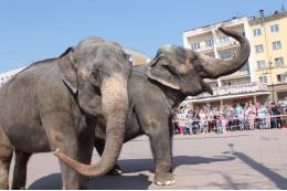 На автомойке в Северной Осетии помыли двух слоних